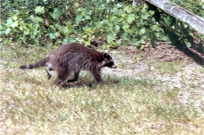 Extra-2004-04.jpg 130.1K